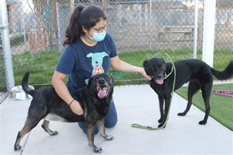 San antonio humane society - The San Antonio Humane Society (SAHS) is a 501(c)(3) nonprofit, no-kill organization that has served Bexar County and its surrounding areas since 1952. The SAHS shelters, medically treats, and rehabilitates thousands of dogs and cats every year. 